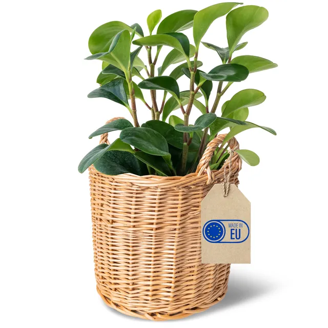 Creative Home Cesto Vimini Chiaro 26x26x30 cm con Manici