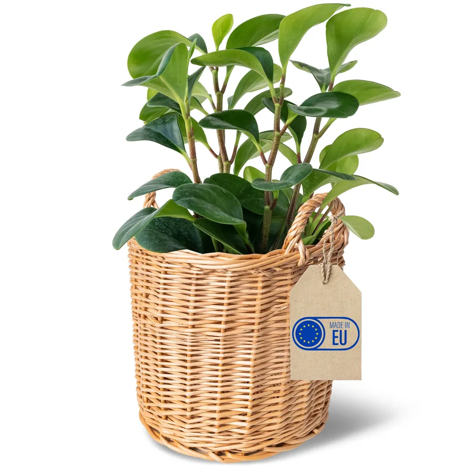 Creative Home Cesto Vimini Chiaro 26x26x30 cm con Manici