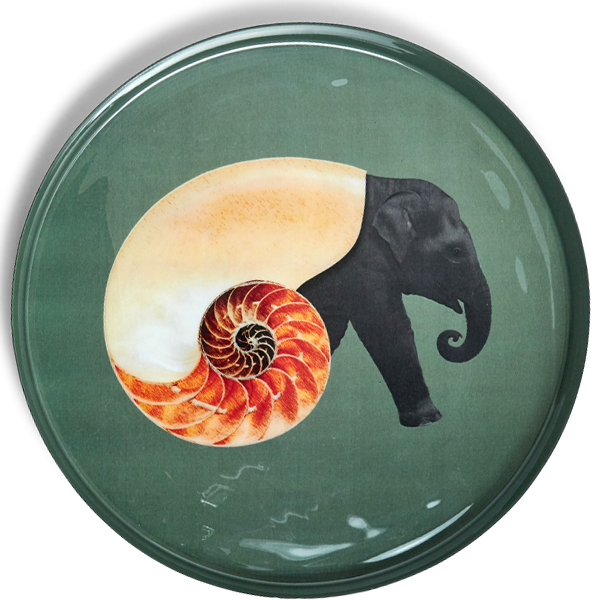 Gangzai Curiosito Shellephant GD386 vassoio rotondo