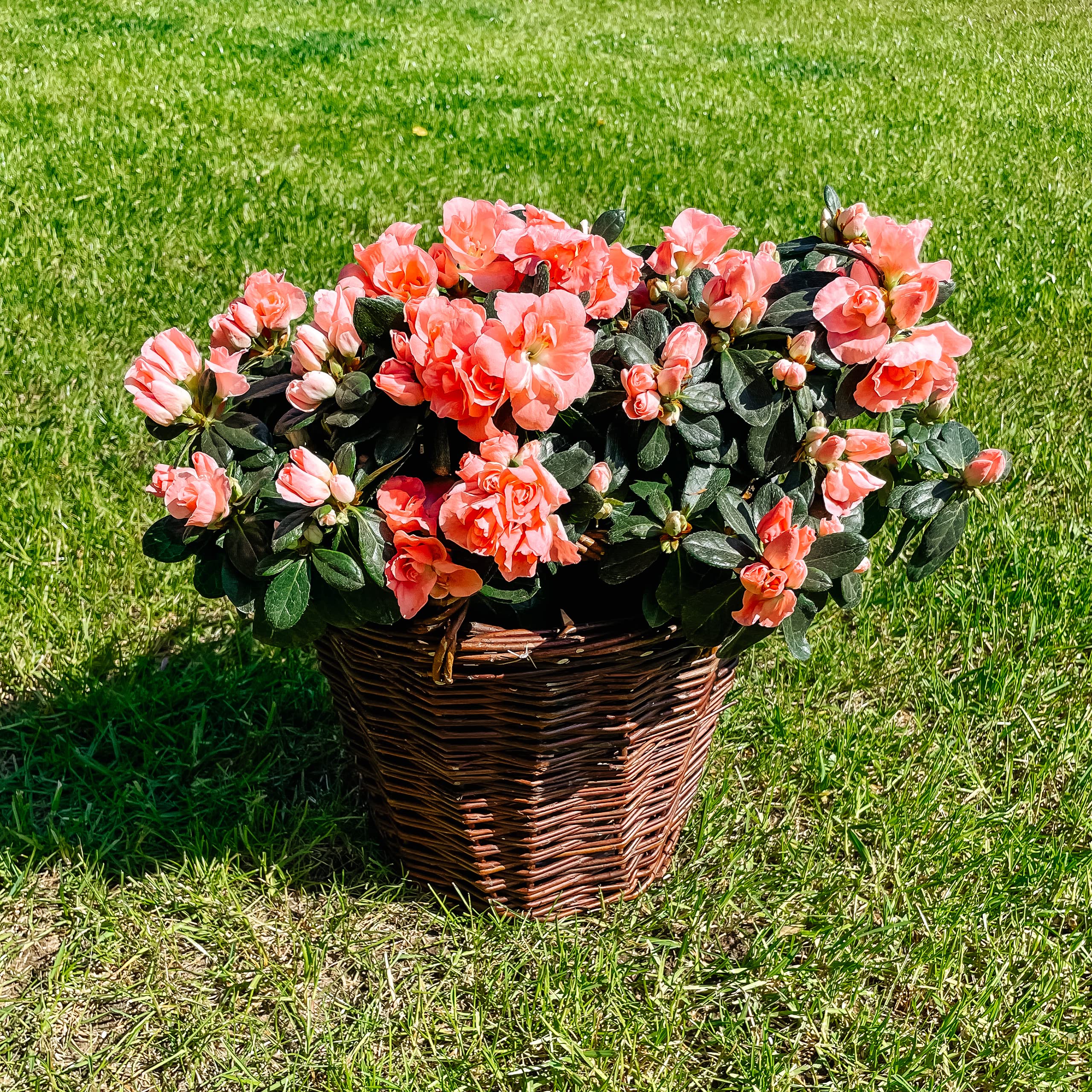 Creative Home Vaso Fiori Vimini Scuro 30x30x30 cm con Foglio